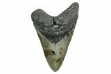 Fossil Megalodon Tooth - North Carolina #352409-1